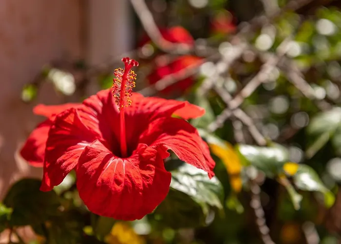 Guest House Villa Verde - Short Term Room Rentals